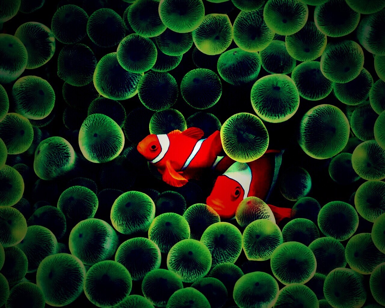 Рыбка клоун стандартные обои iPhone обои