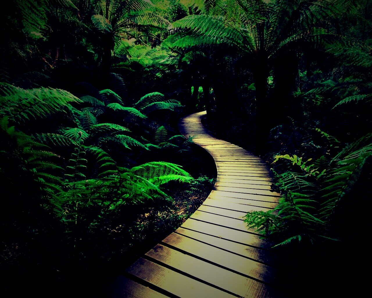 Дорожка в зарослях обои