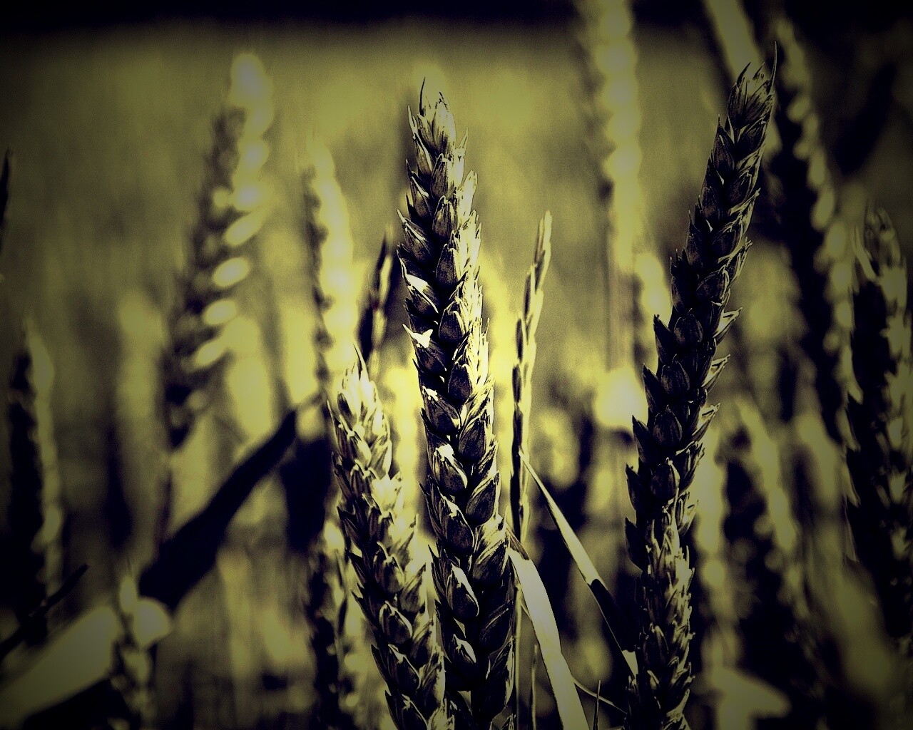 Молодые пшеничные колосья обои