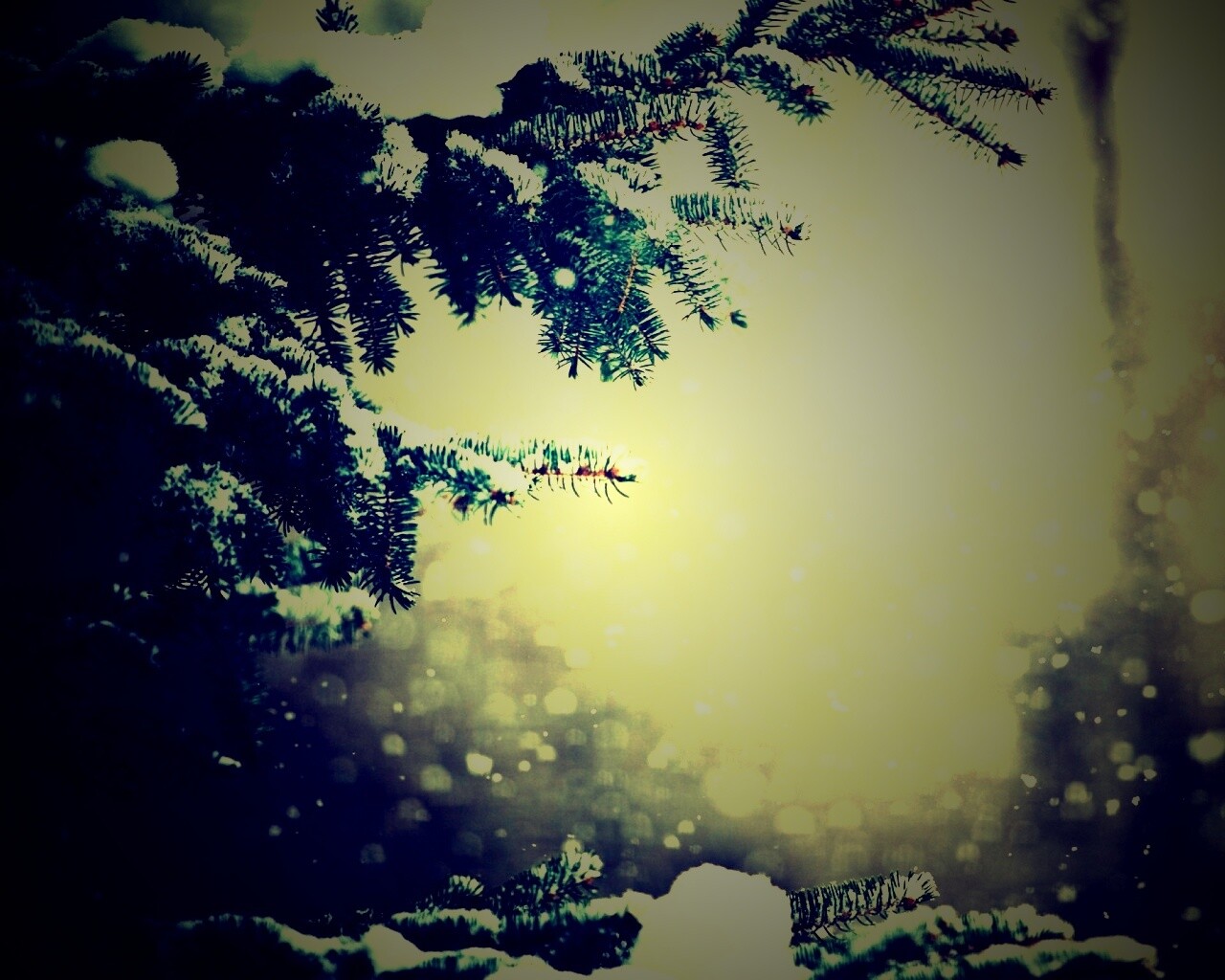 Еловые лапы в снегу обои