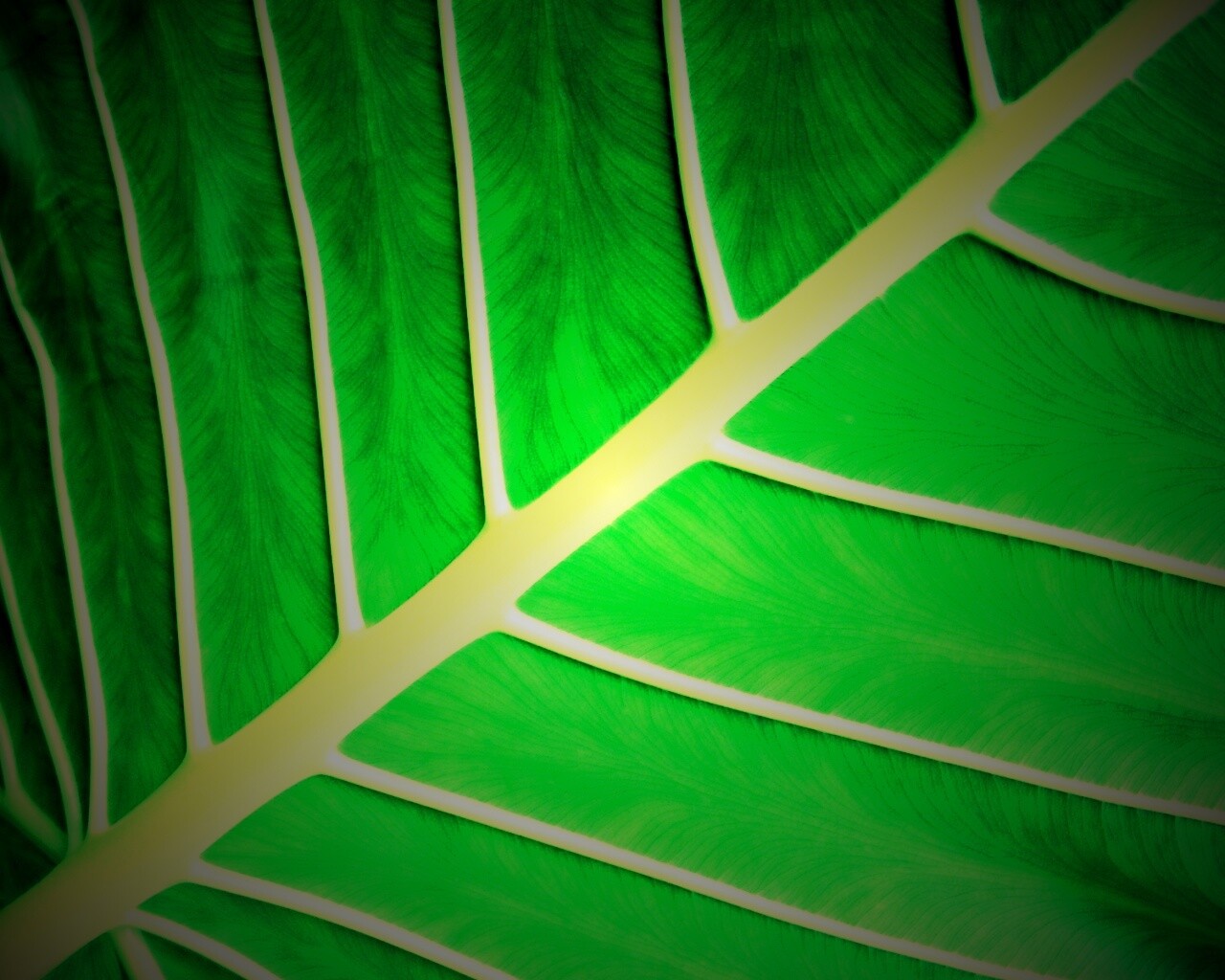 Пальмовый лист обои