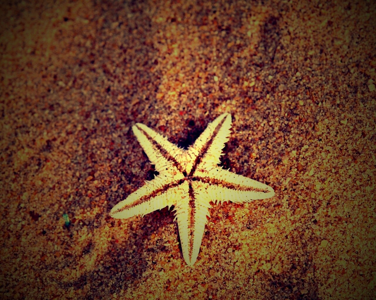 Морская звезда на песке обои