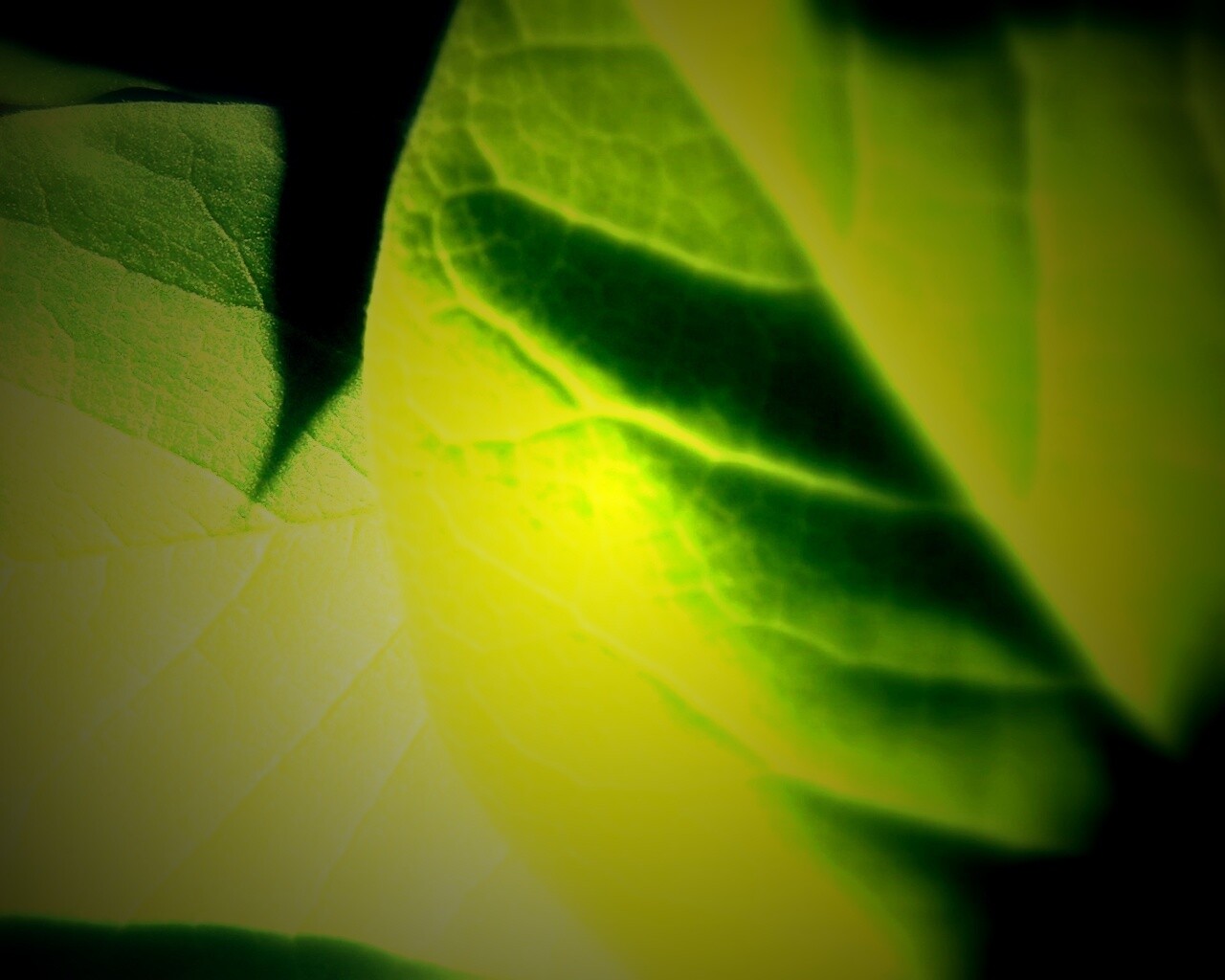 Свет на листве обои