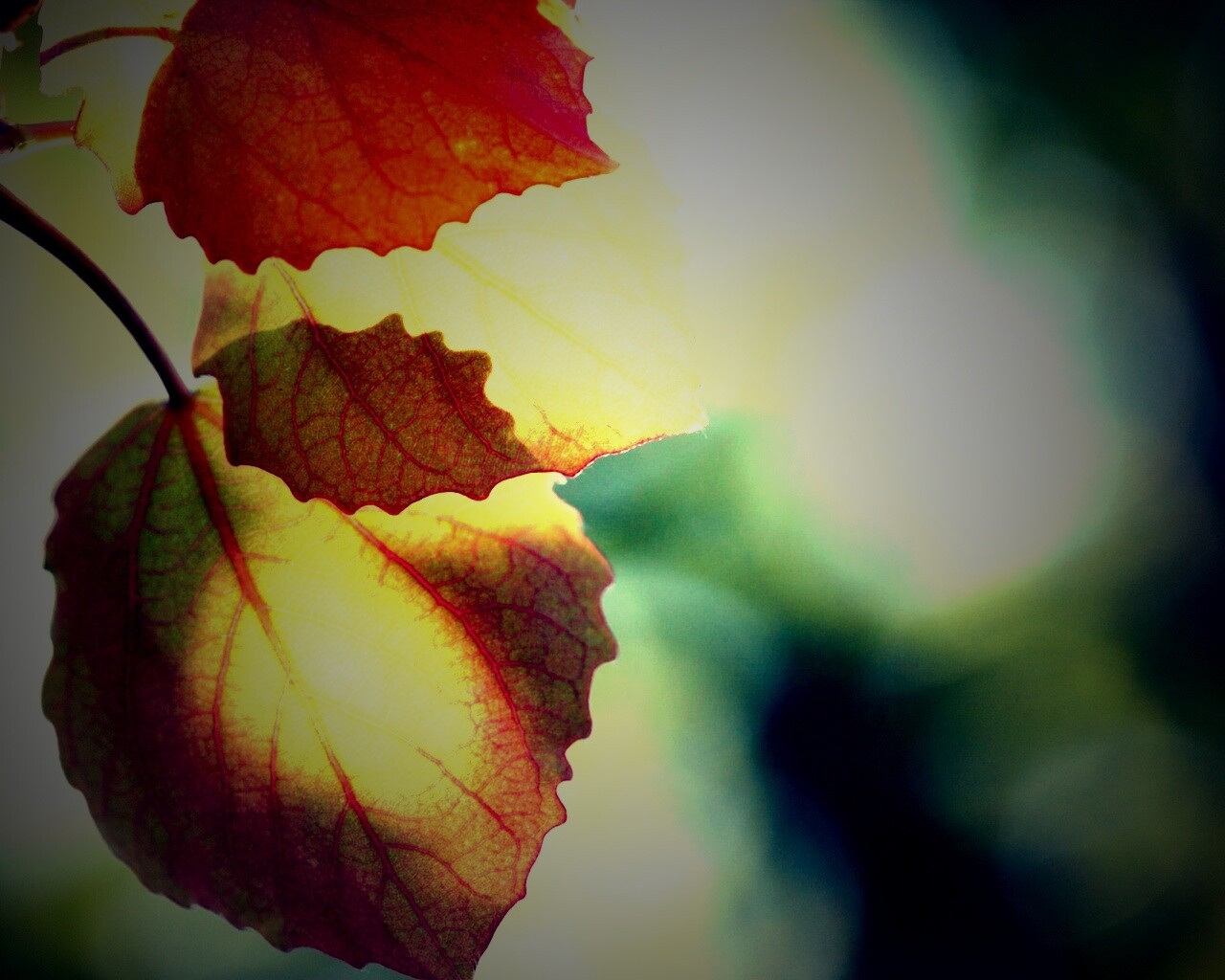 Макро фото осенней листвы обои