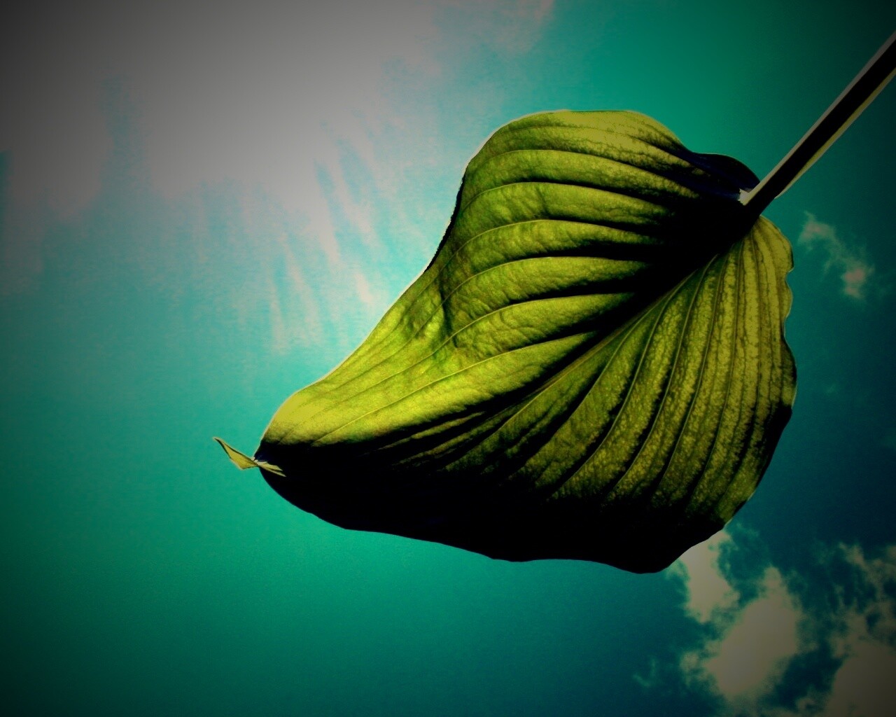 Листик тянется к солнцу обои