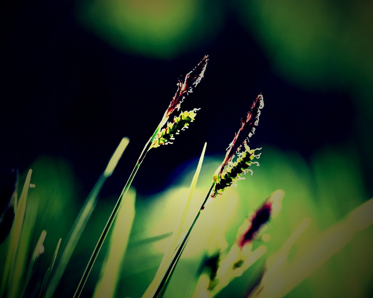 Макро фото луговой травы обои