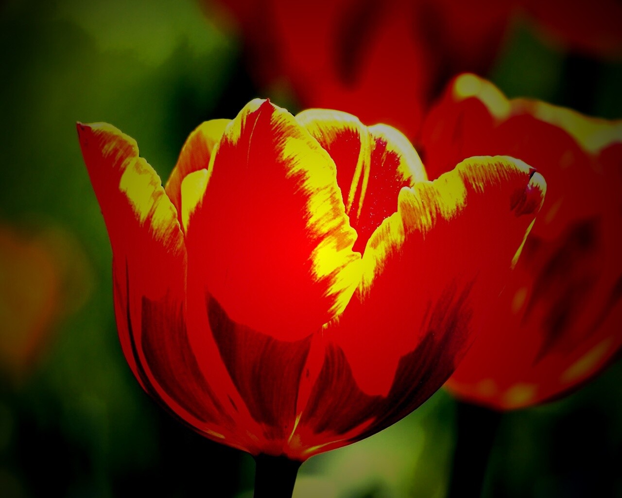 Красно-желтый тюльпан обои