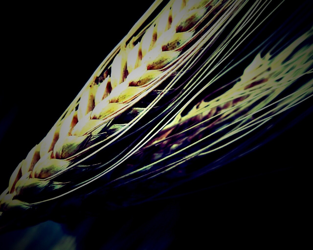 Пшеничный колос обои