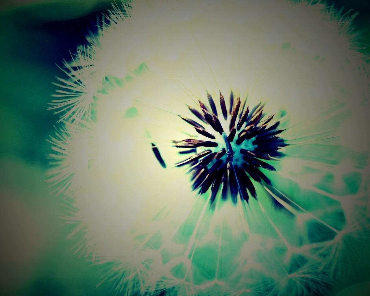 Макро фото одуванчика обои