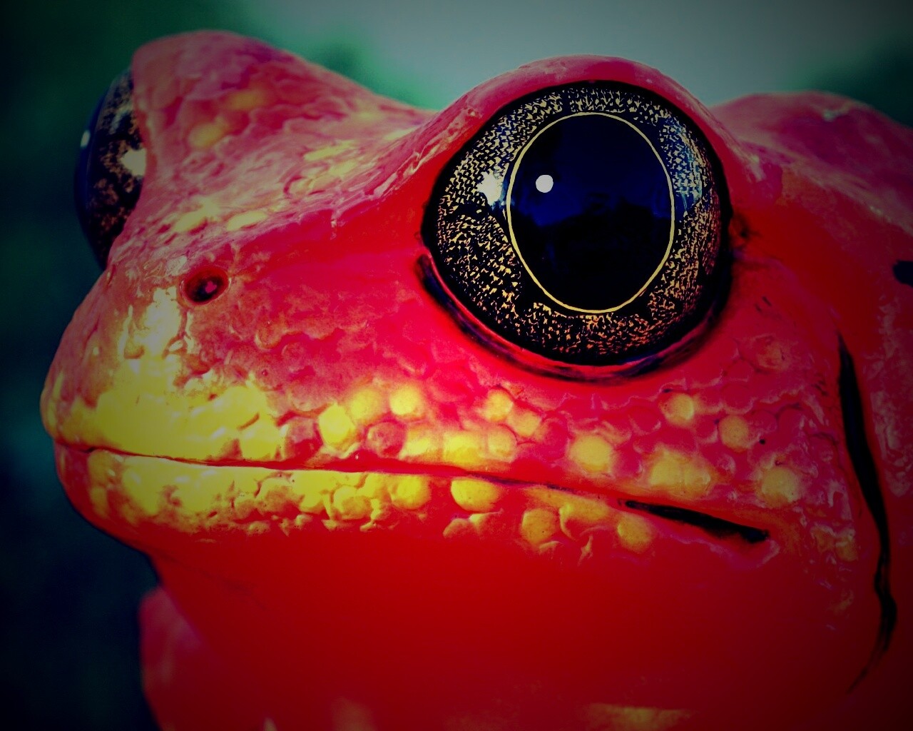 Красная лягушка обои