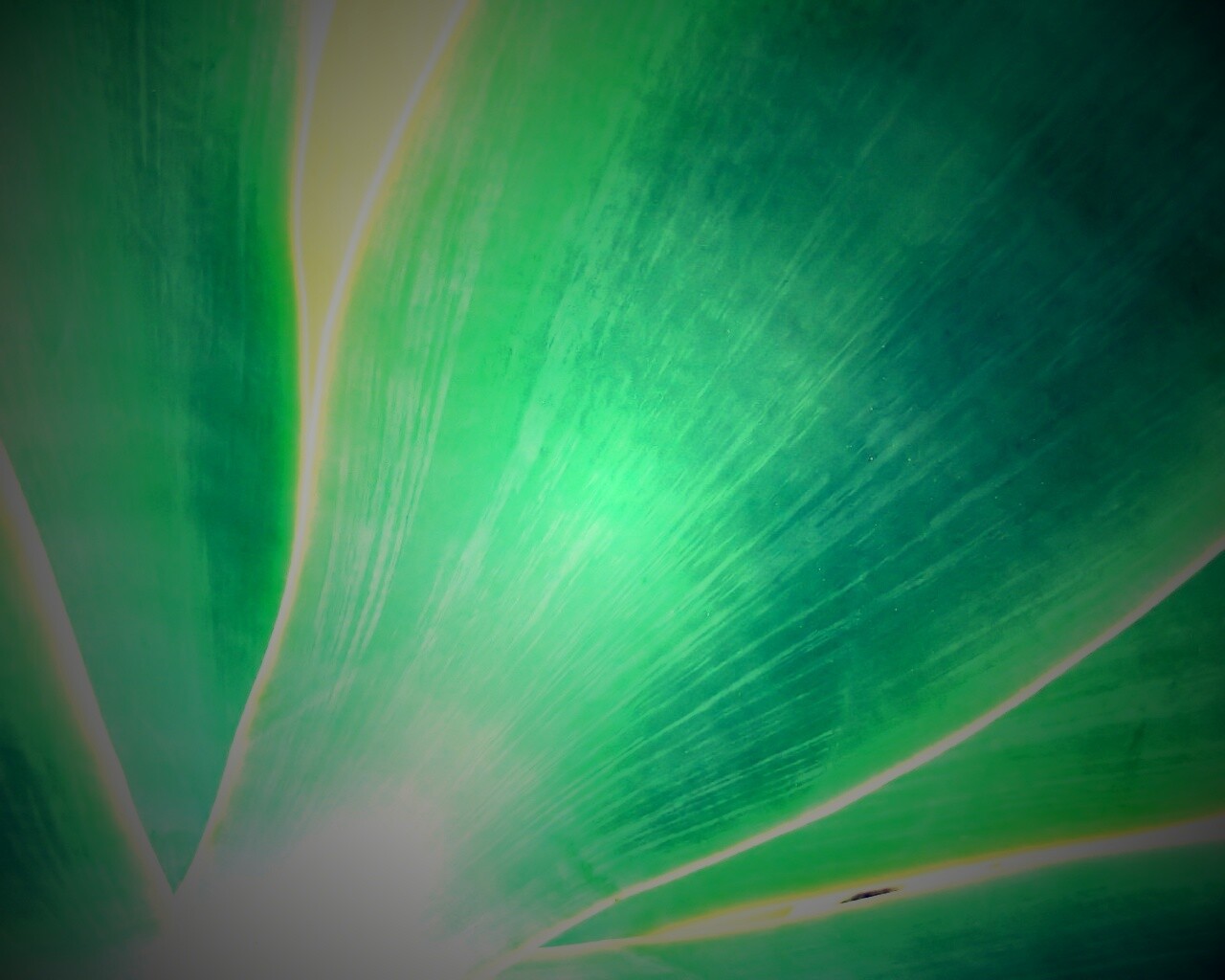 Макро фото травинки обои