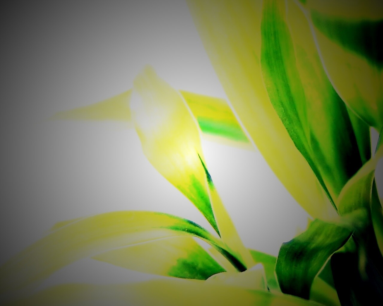 Солнечные травинки обои