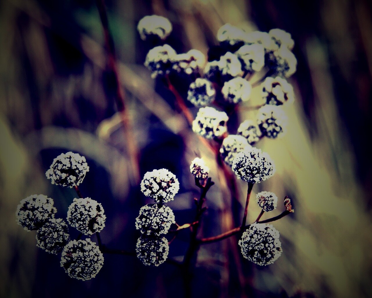 Иний на растении обои