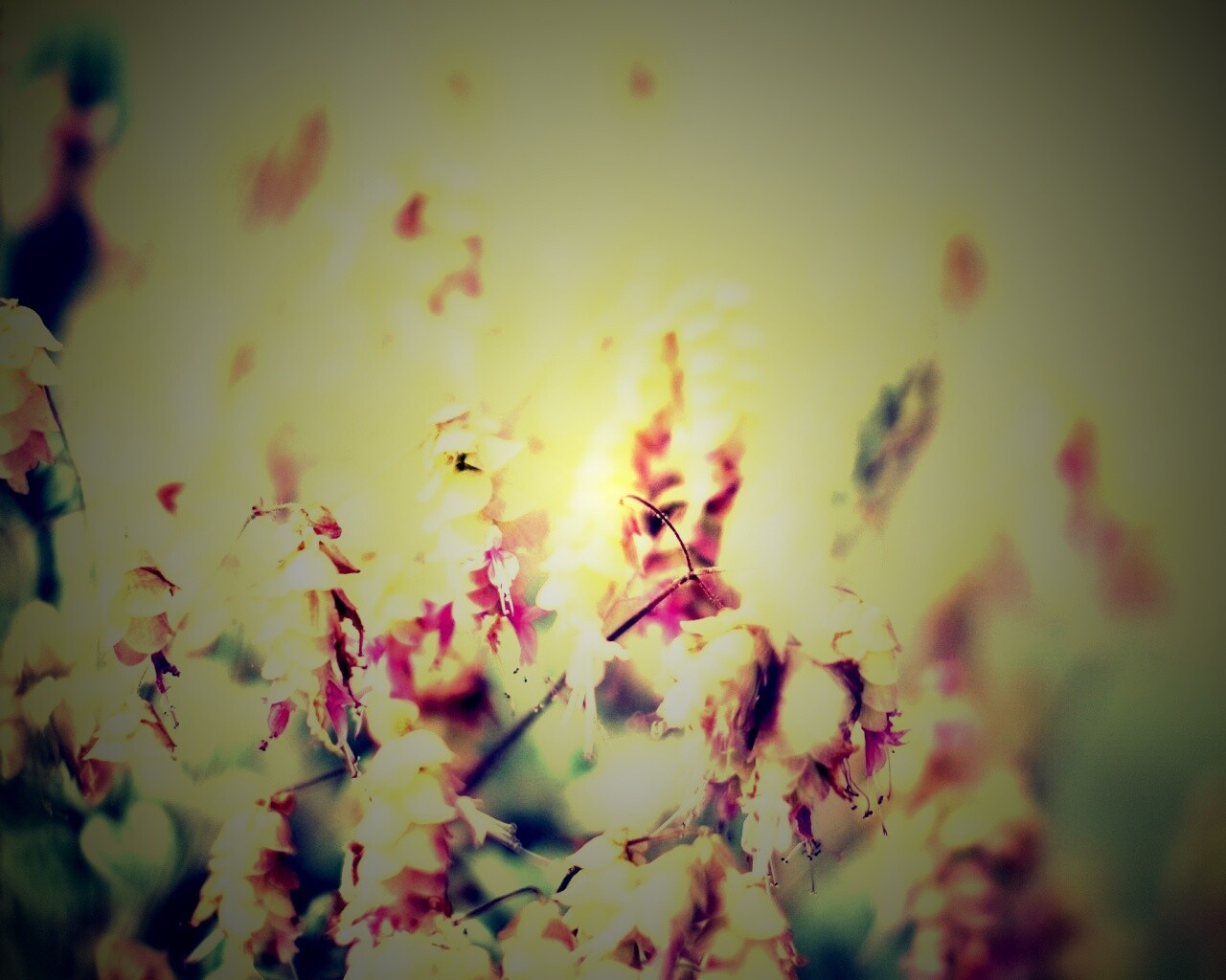 Висящие цветочки обои