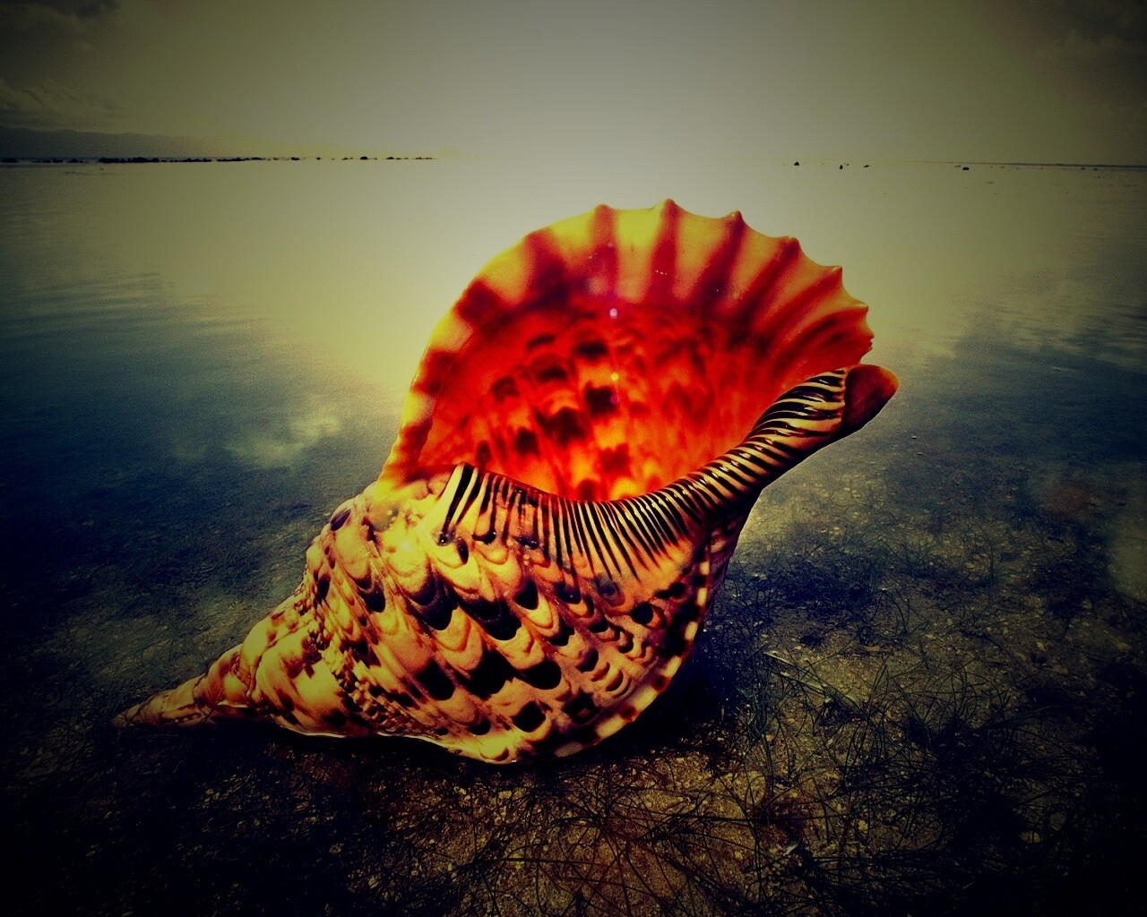 Морская раковина обои