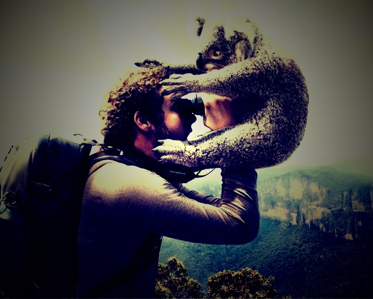 Коала ближе чем кажется обои