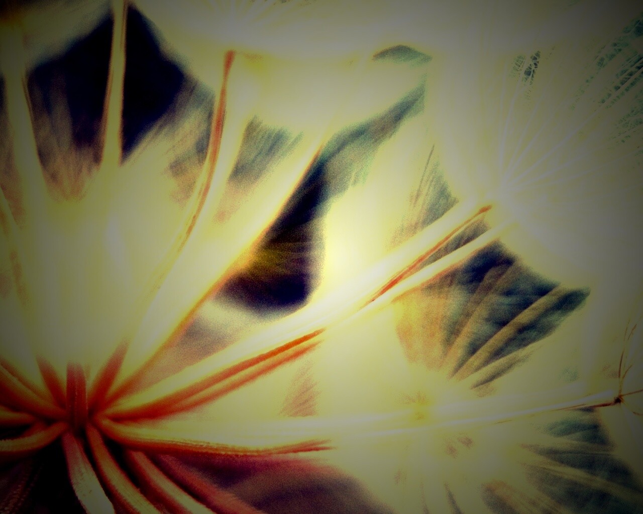 Одуванчик макро обои