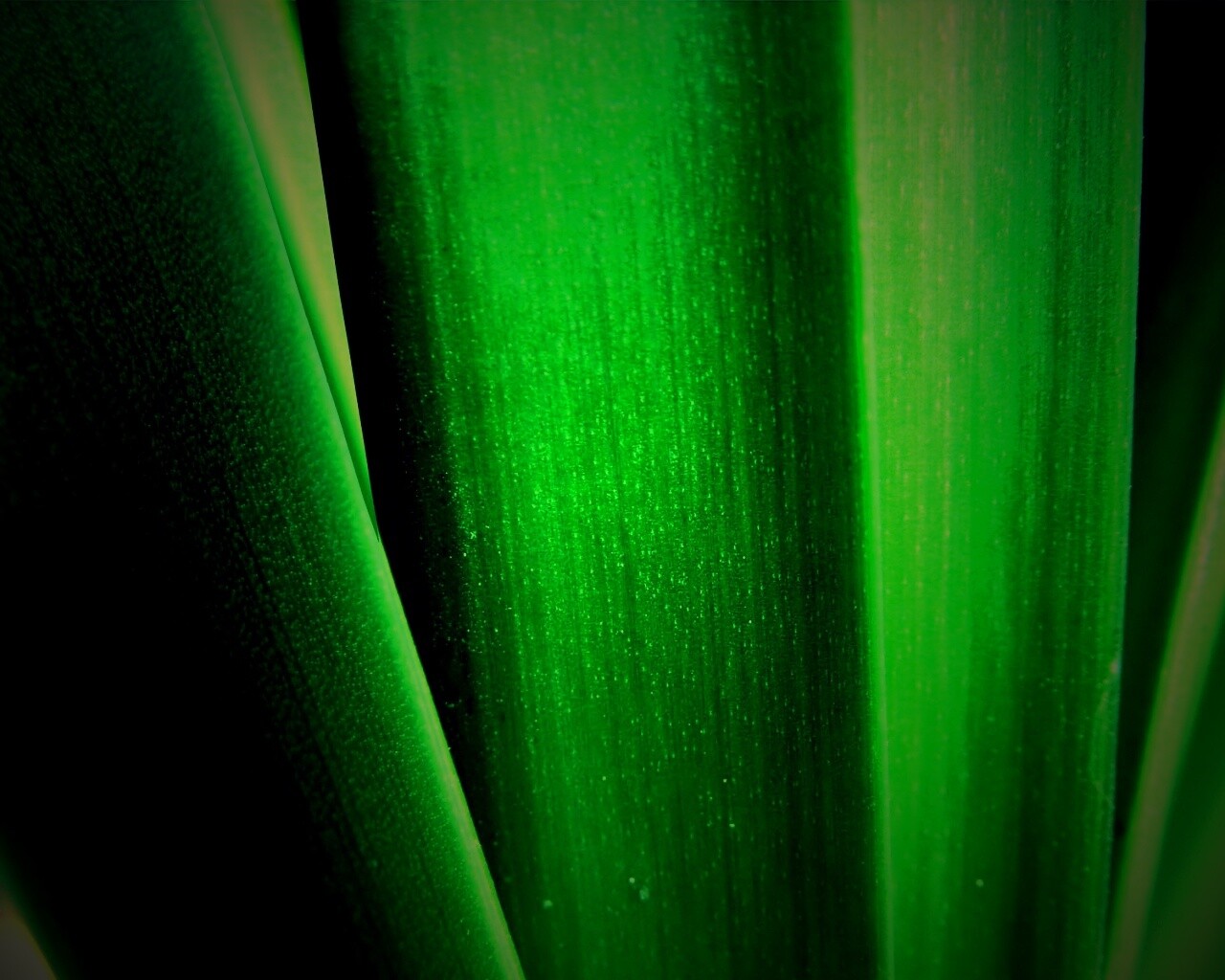 Сочная травинка обои