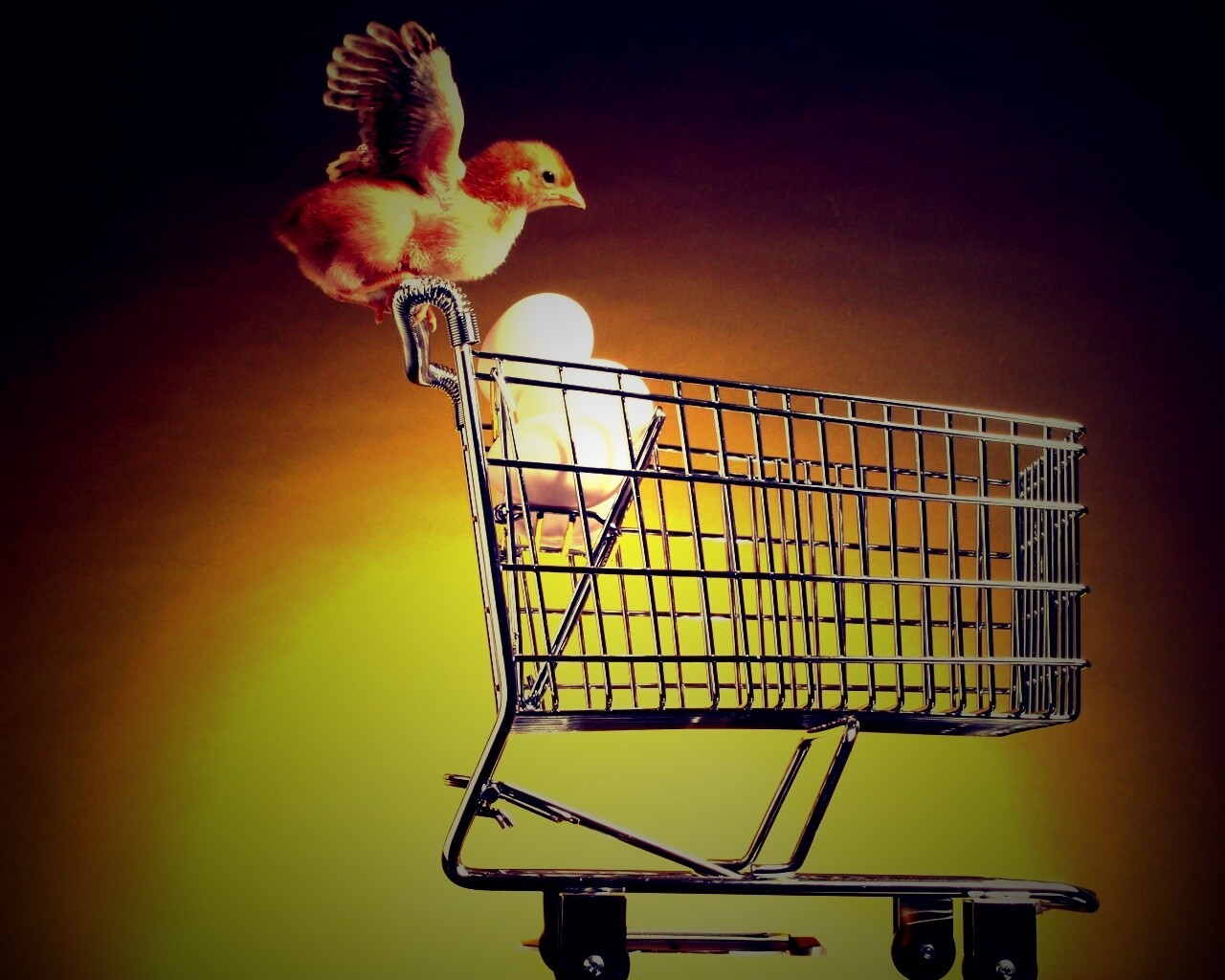 Цыплёнок покупает яйца обои