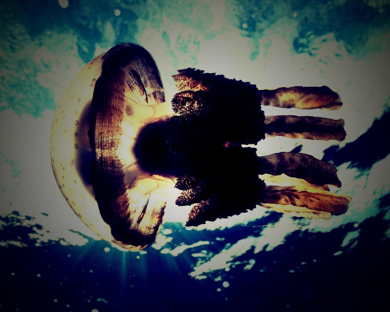 Коричневая медуза обои