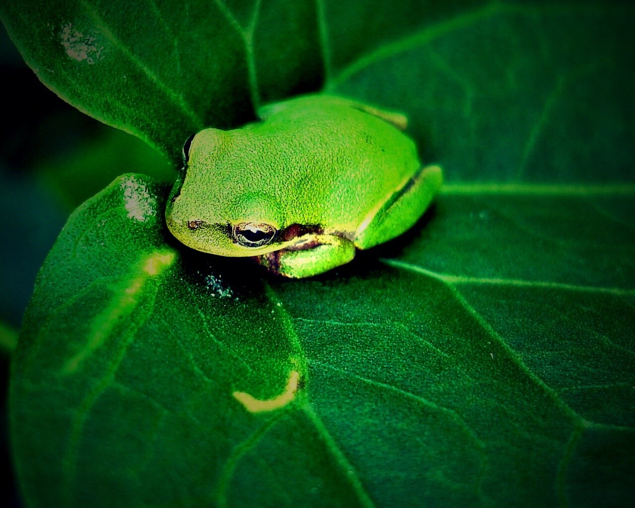 Лягушка на листике обои