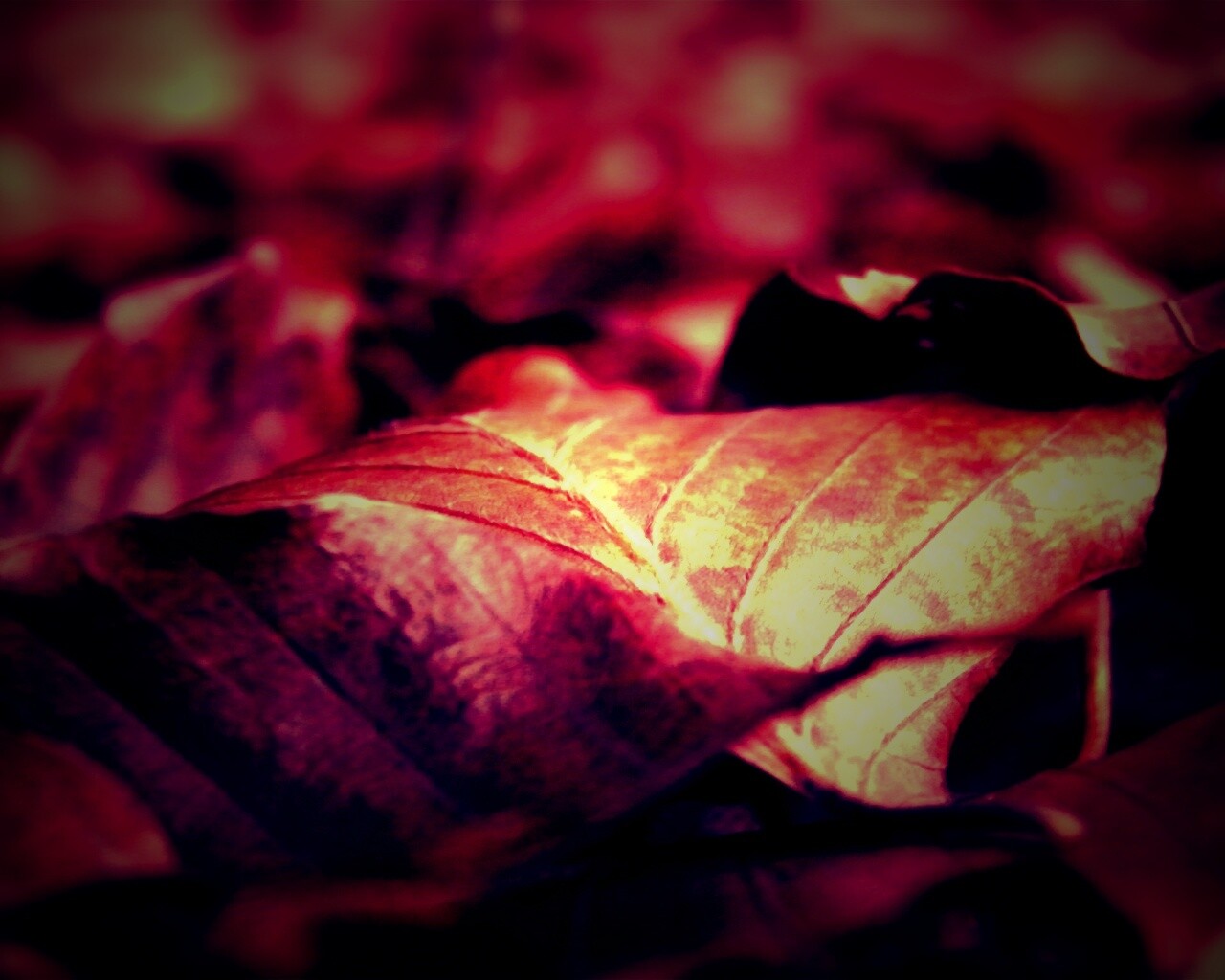 Мертвые листья обои