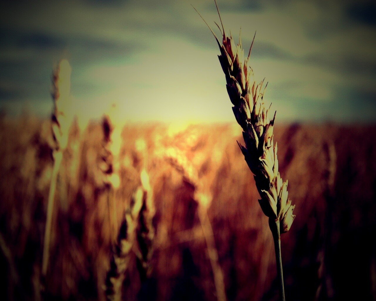 Колосок обои