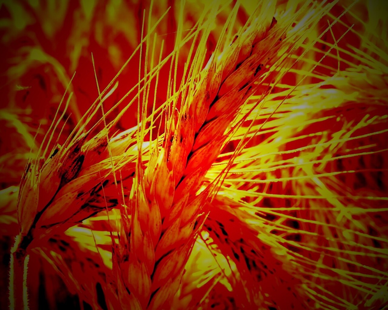 Зреющий колос обои