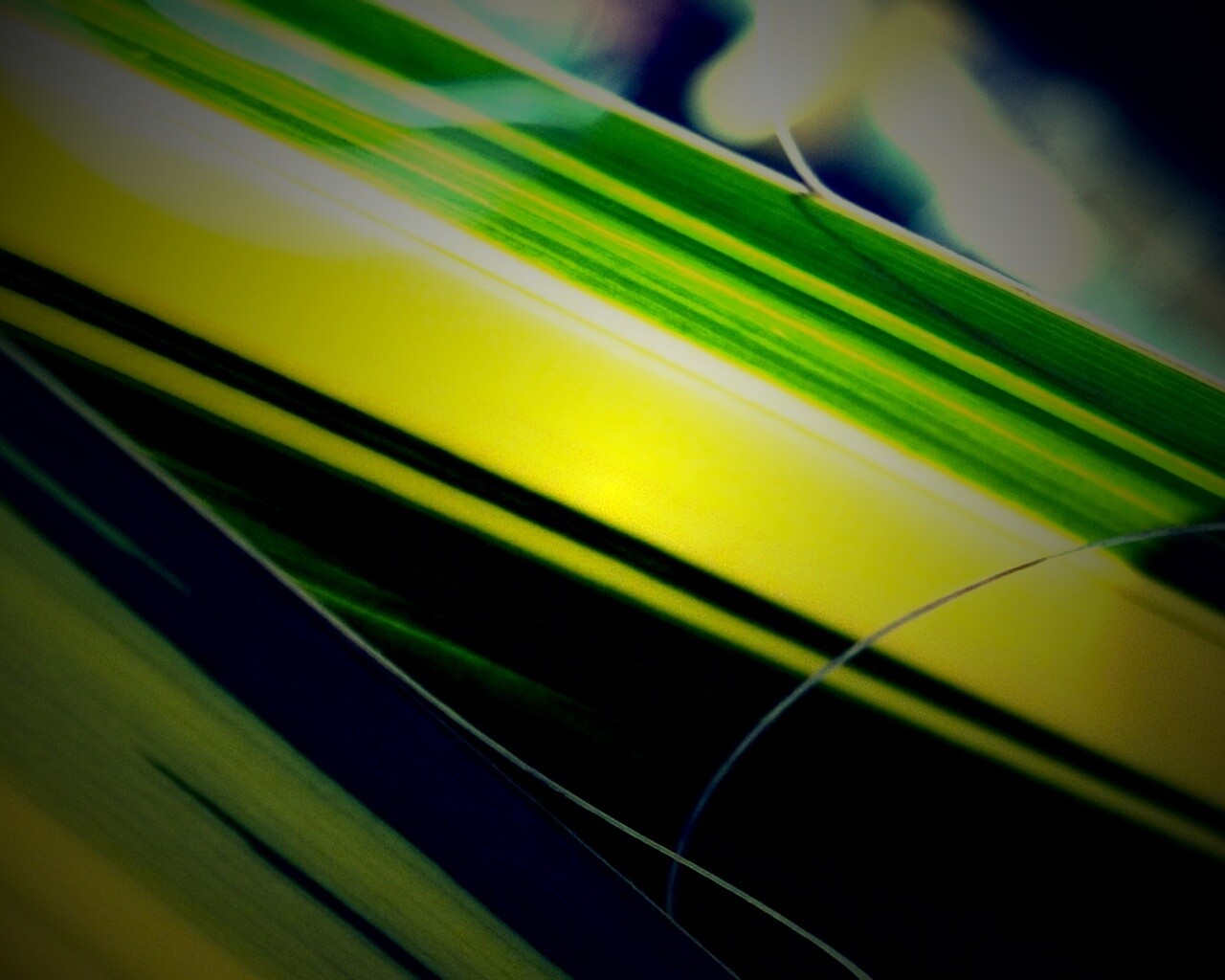 Желто-зеленые травинки обои