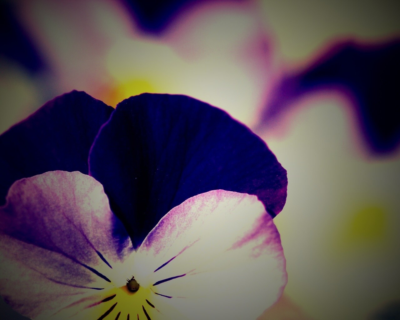 Фиолетовые цветы обои