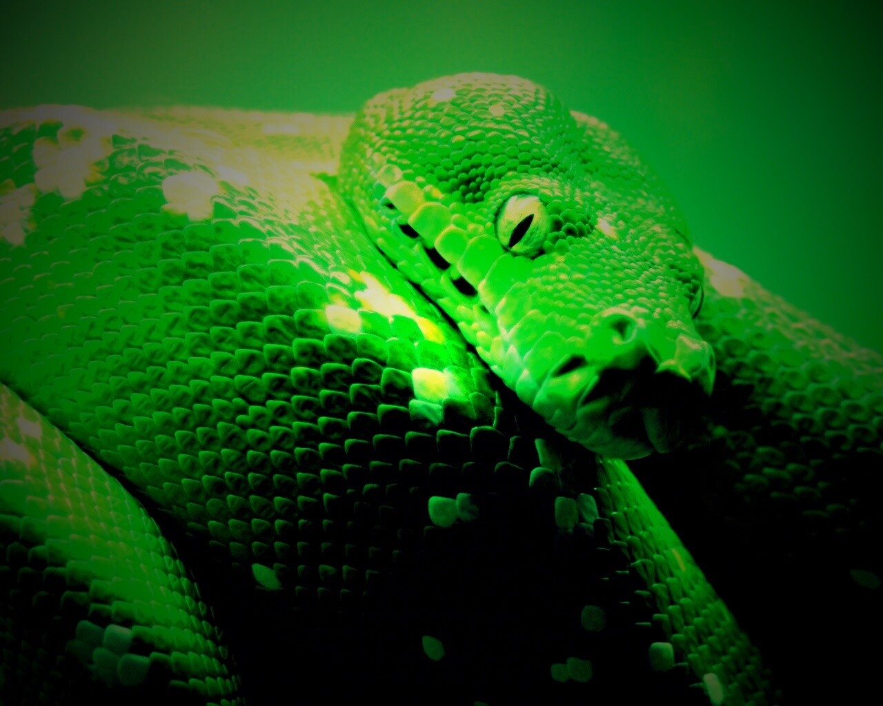 Зелёный питон обои