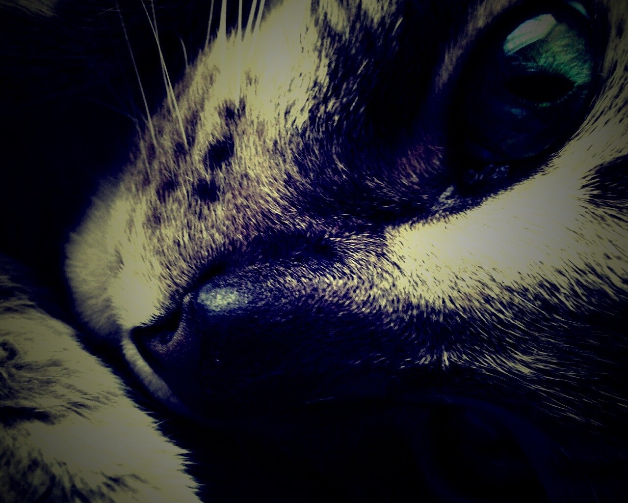 Мордашка кота крупным планом обои