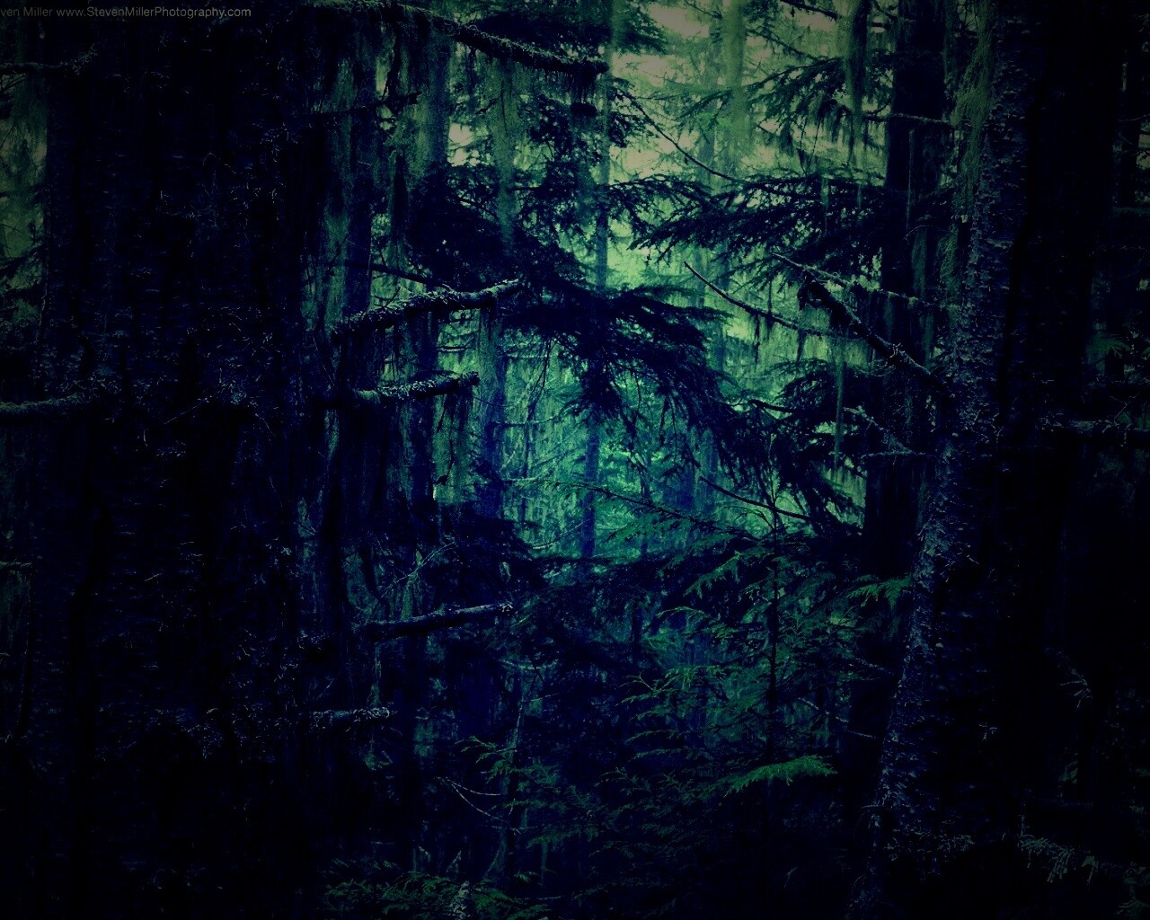 Темная чаща обои