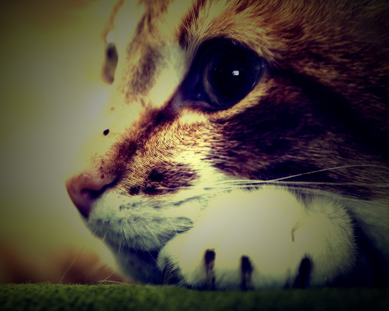 Мордочка на лапаках обои