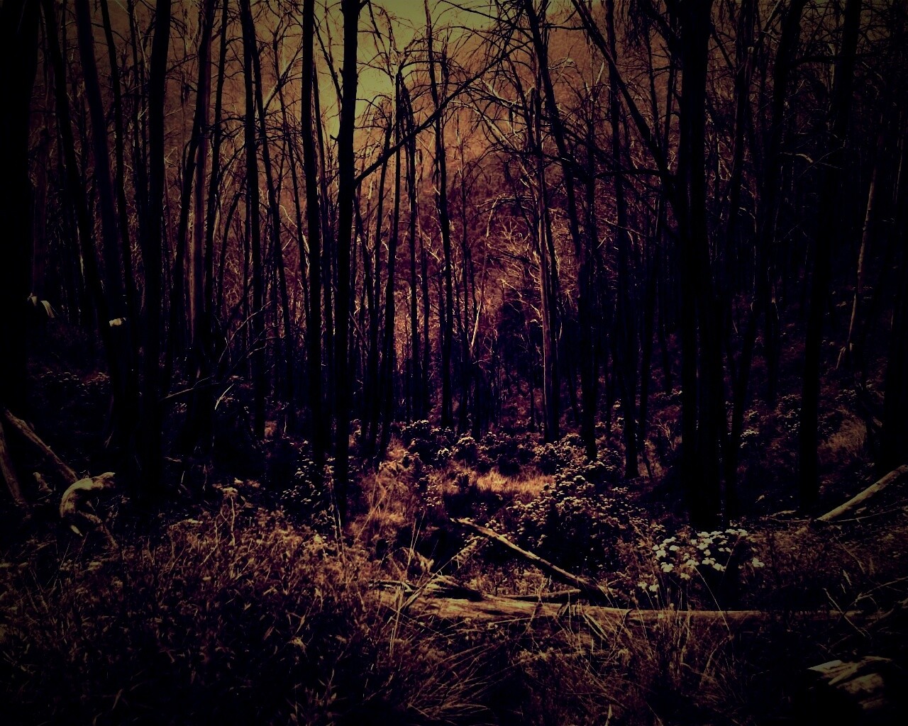 Мрачная чаща обои