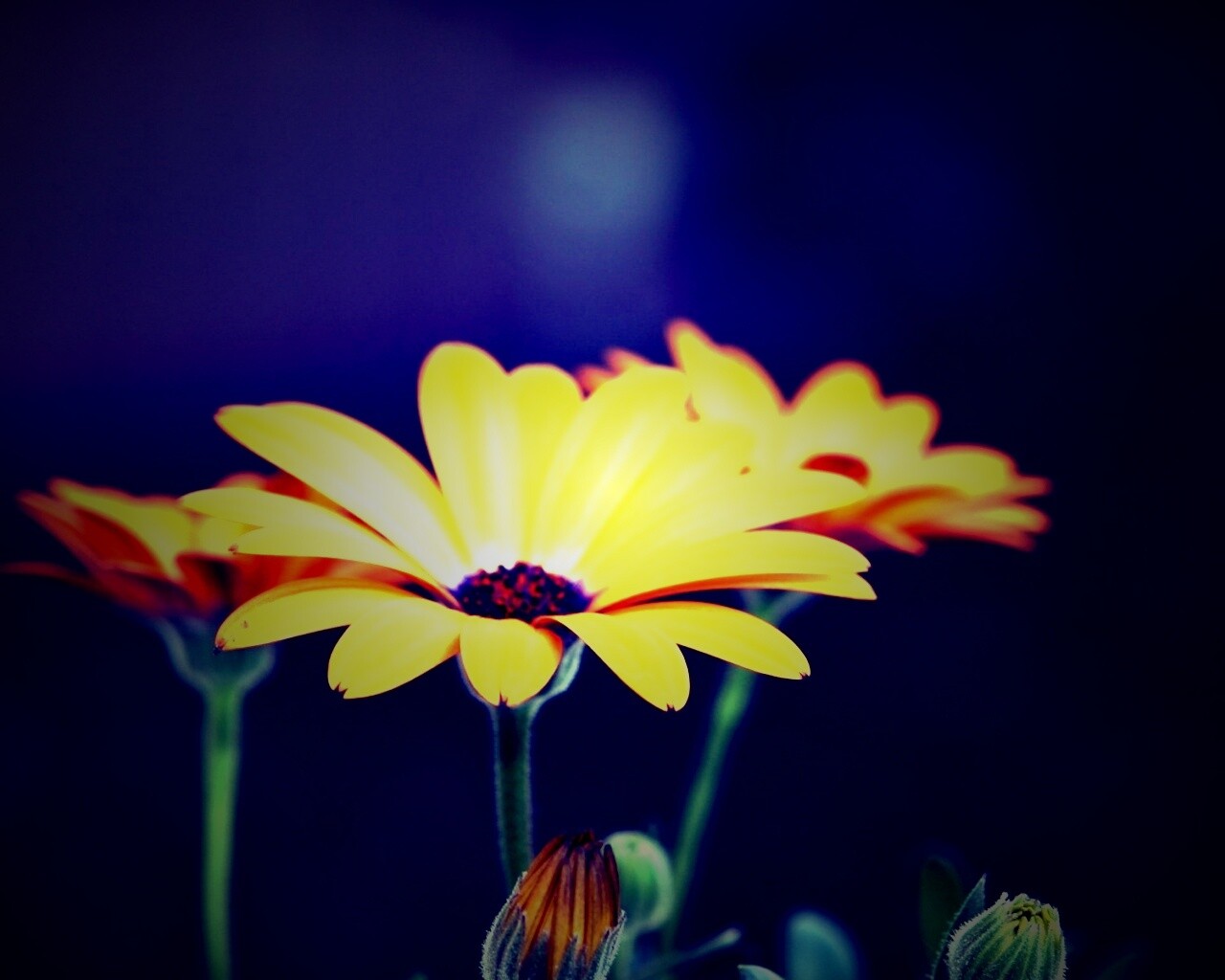 Три желтых цветка обои