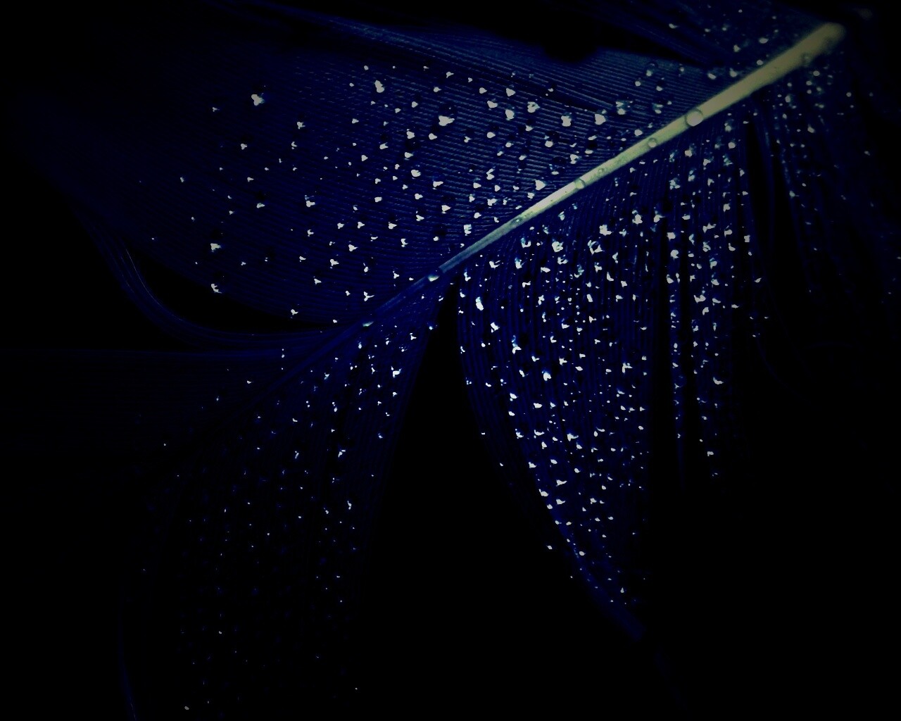 Капли на черном пере обои