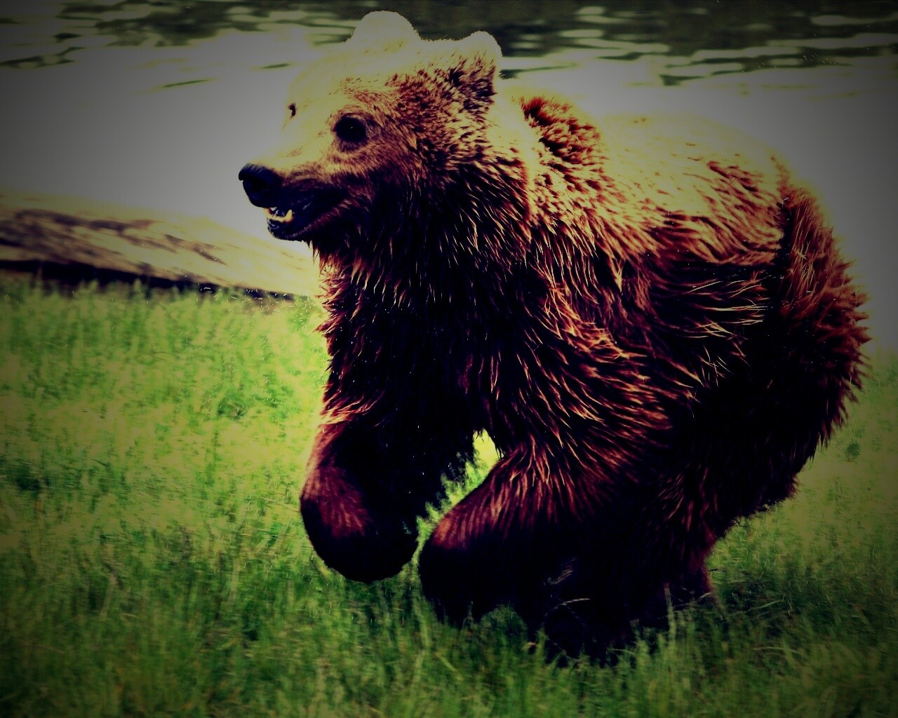 Мокрый мишка обои