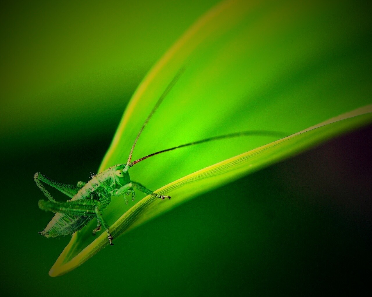 Кузнечик на листике обои
