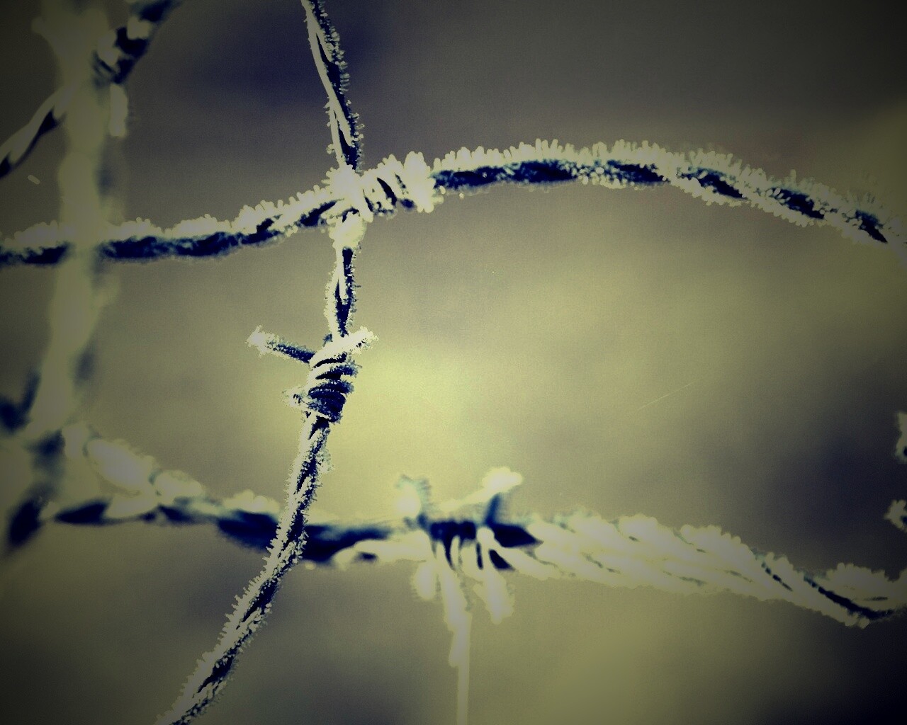 Замерзшая колючая проволока обои