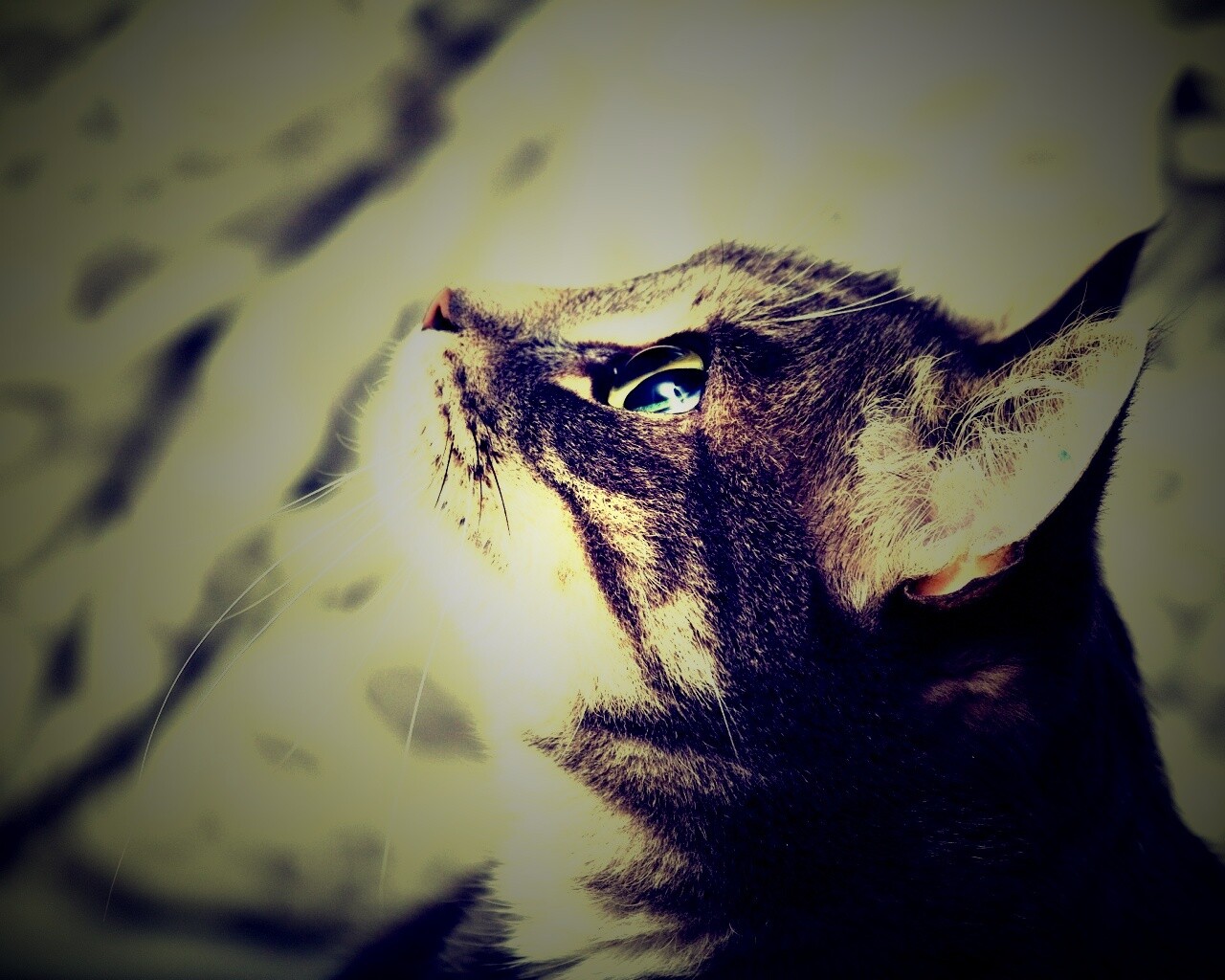 Котик смотрит верх обои