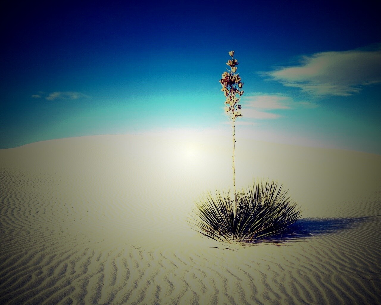 Растение среди пустыни обои