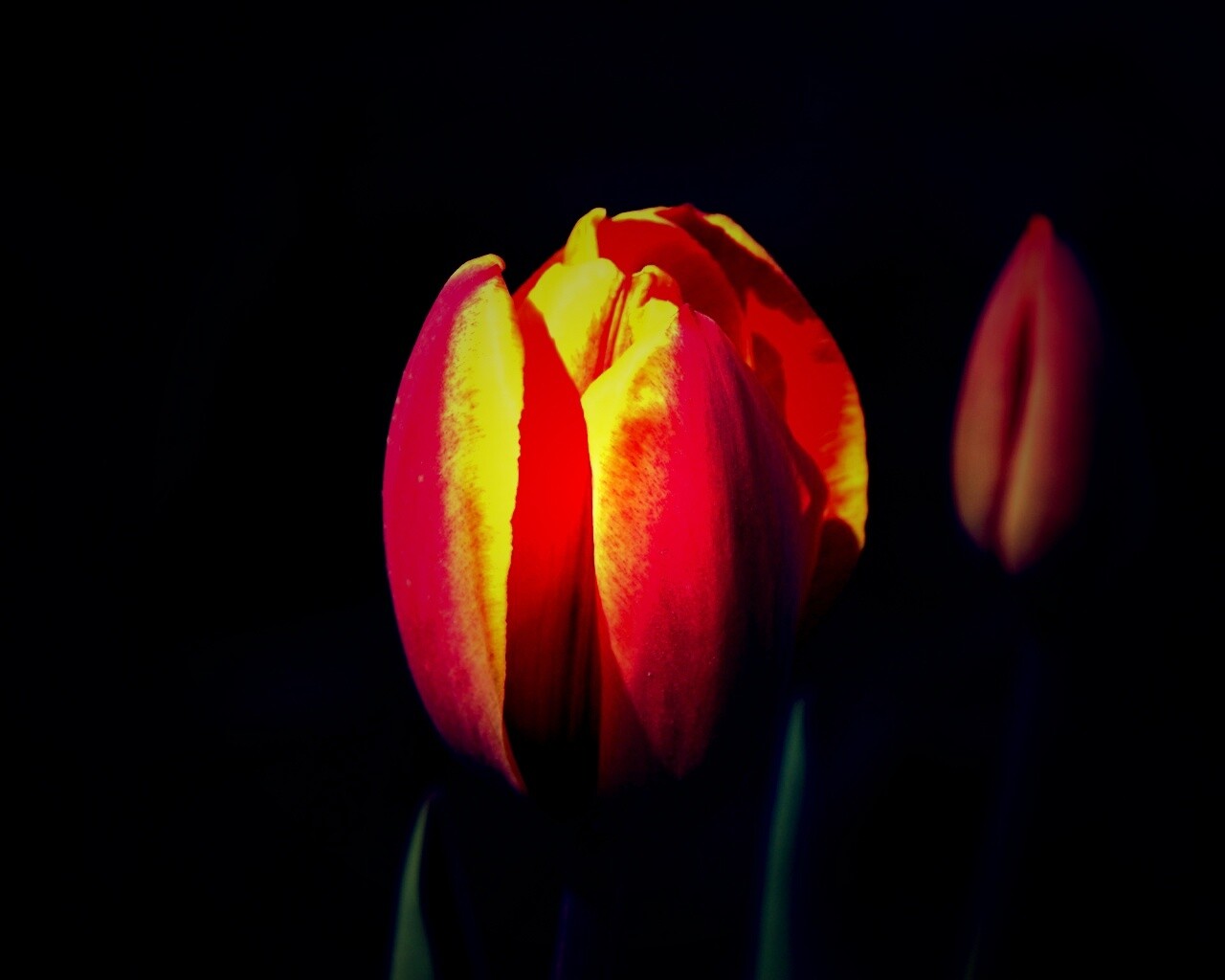 Распускающийся тюльпан обои