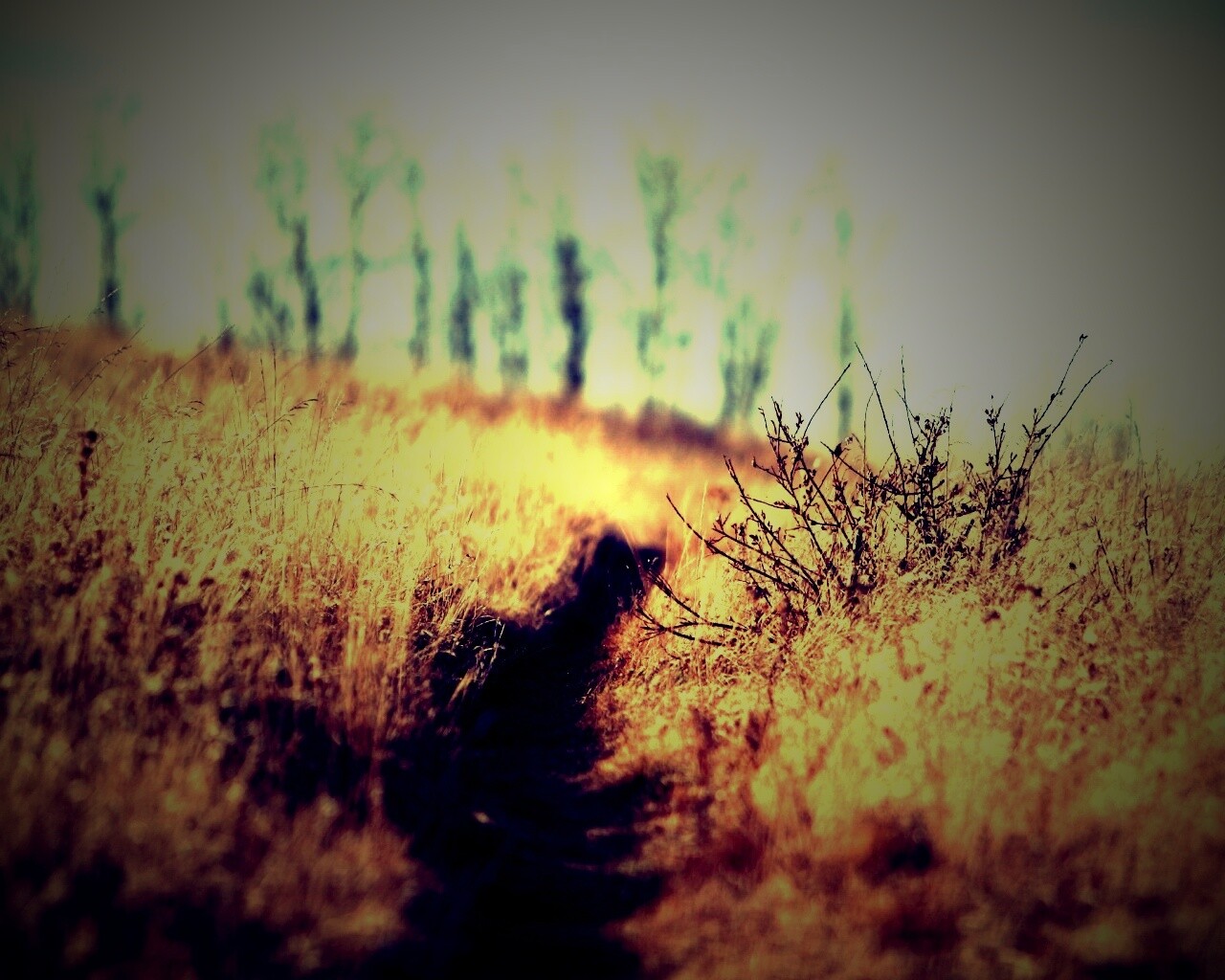 Тропинка в поле обои