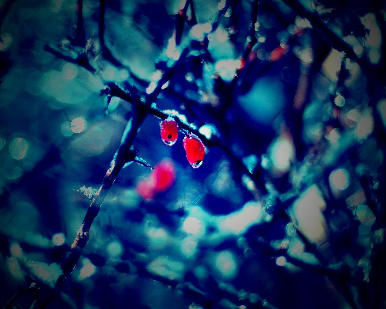 Замерзшие ягоды обои