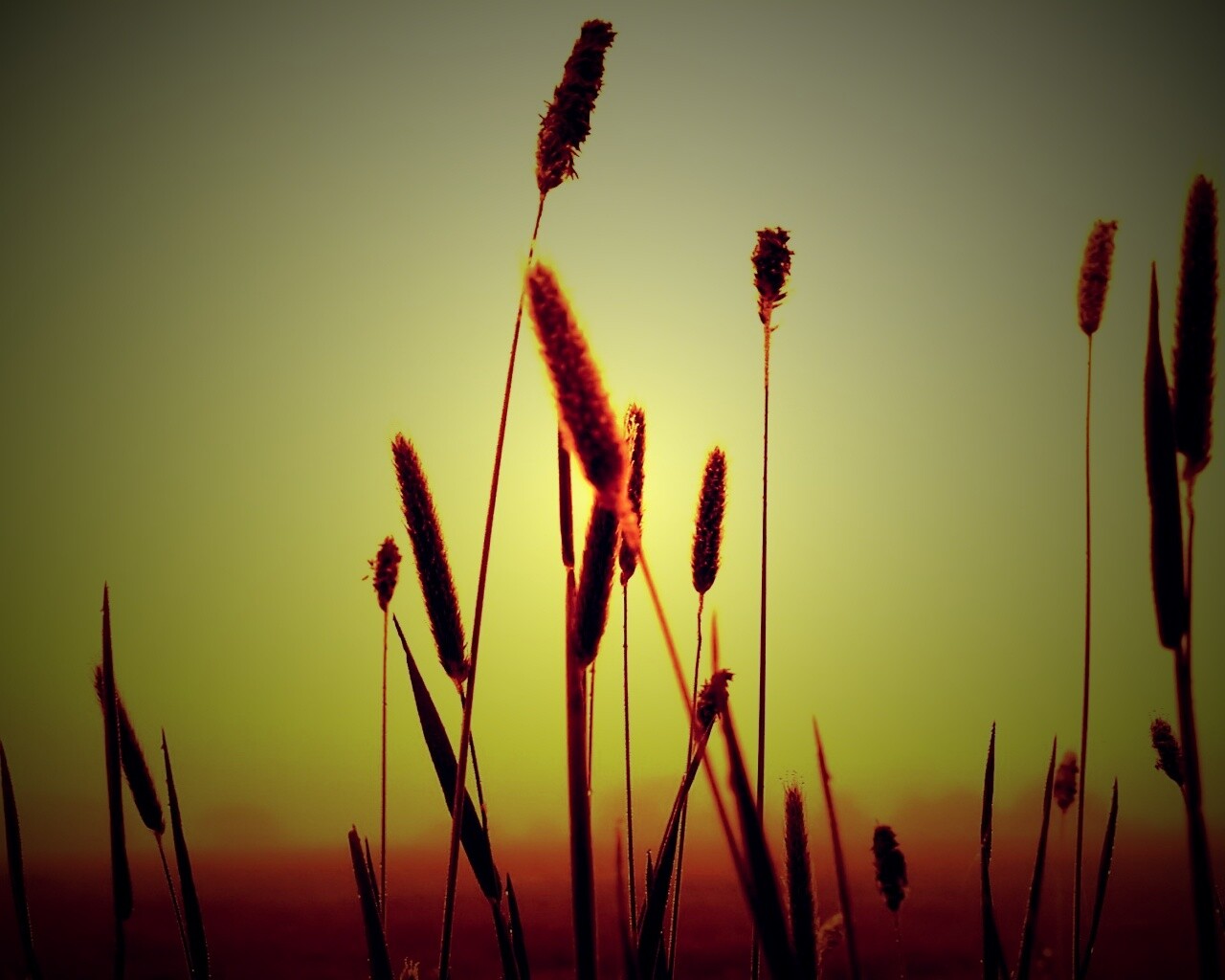Травинки на фоне золотого неба обои
