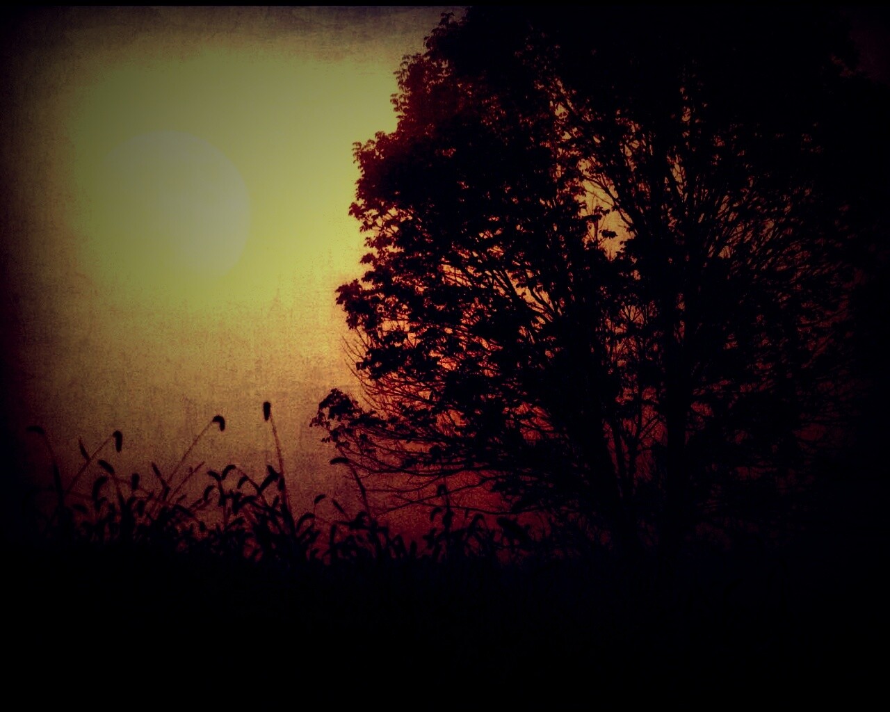 Дерево ночью обои