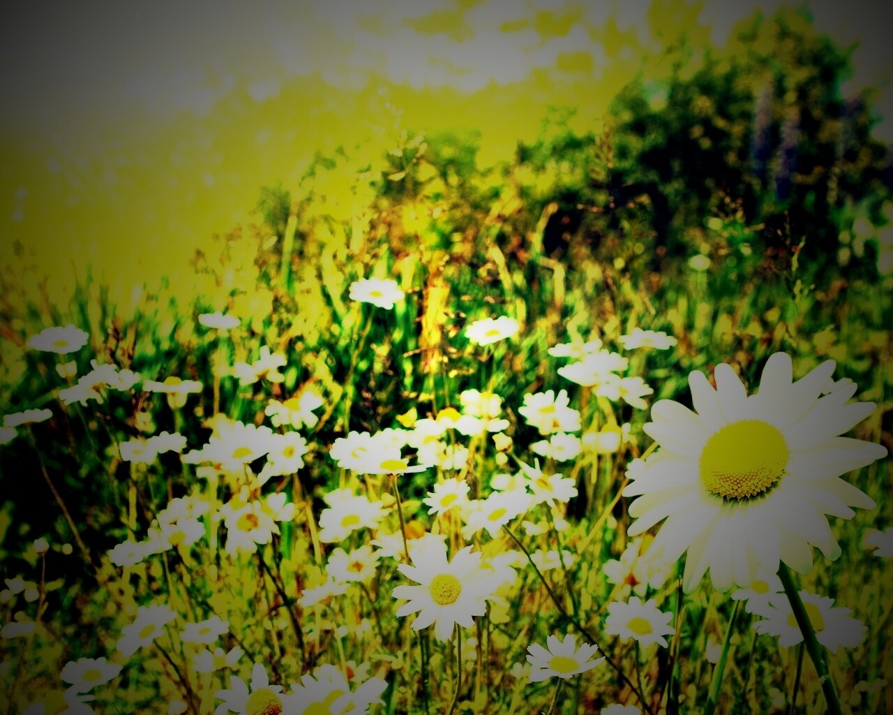 Солнечные ромашки обои