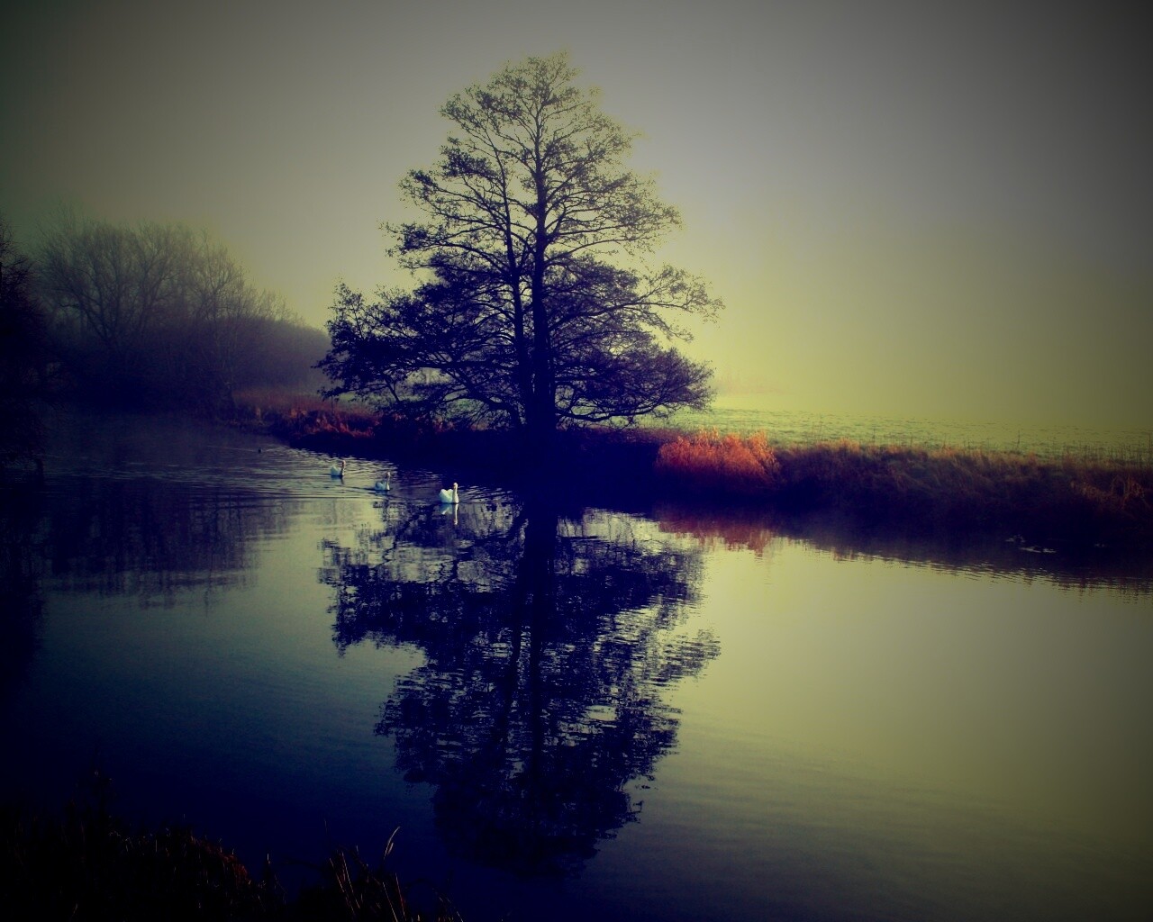 Дерево в тумане обои