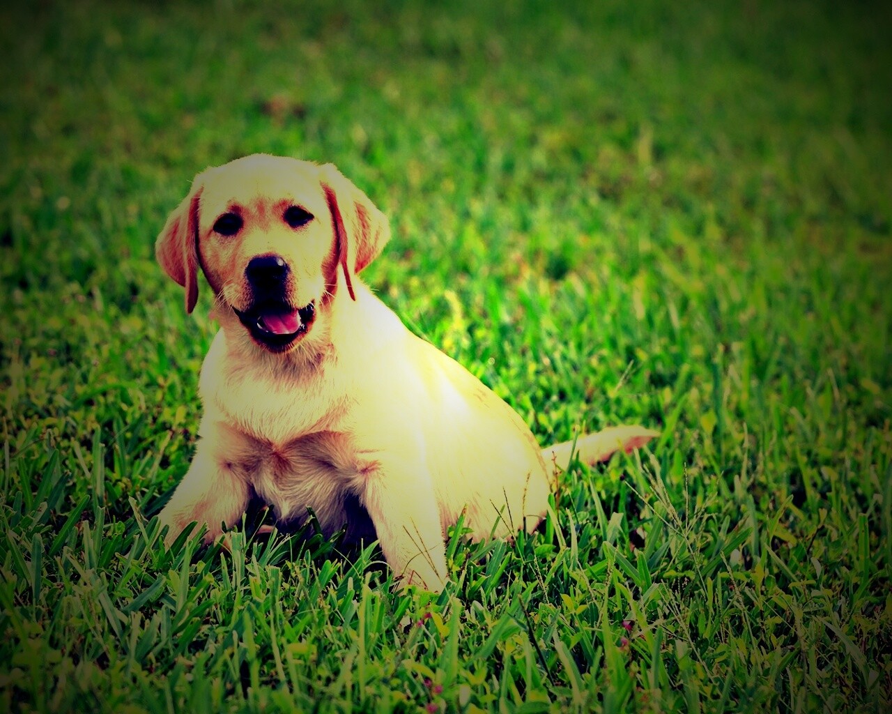 Щенок лабрадора в траве обои